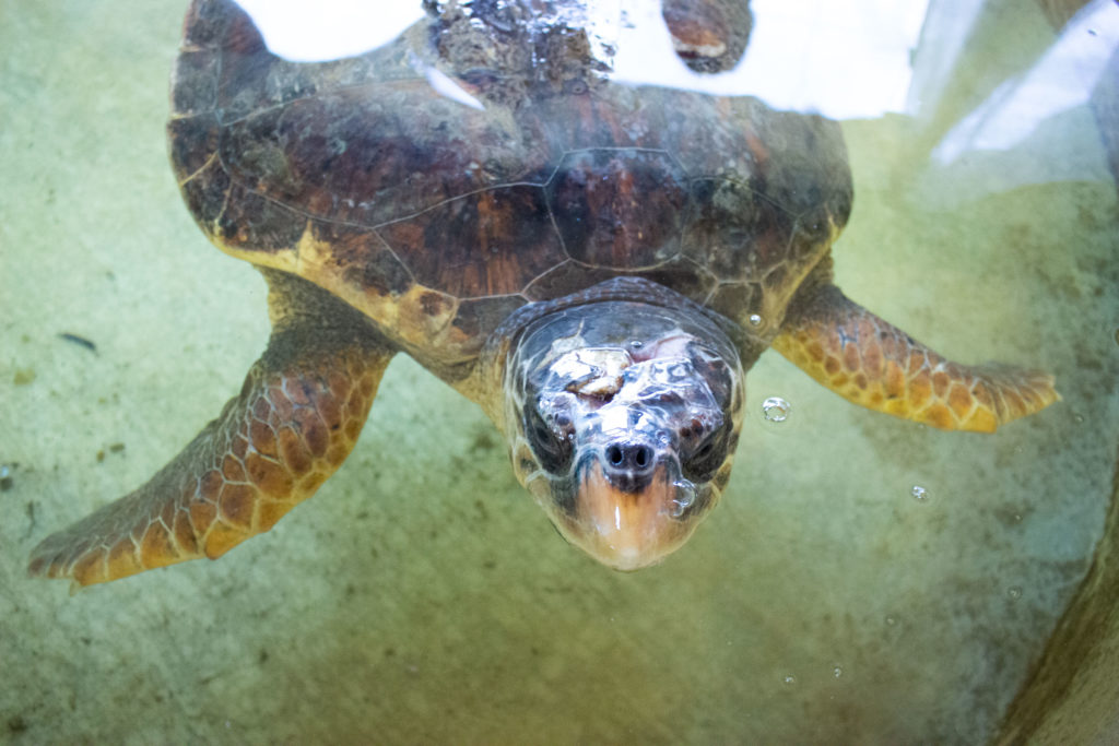 Tartaruga ospite della Fondazione Cetacea Riccione
